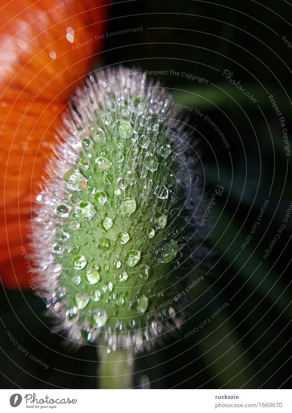 dewdrops; Weed; Water; Structure; Dew; Raindrops Natur Wasser Wassertropfen Blatt ästhetisch nass Tau Türkei Mohn Papaver orientale Struktur Regentropfen