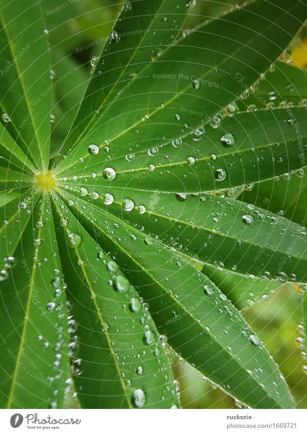 dewdrops; Weed; Water; Structure; Dew; Raindrops Natur Wasser Wassertropfen Blatt ästhetisch nass Tau Struktur Regentropfen Nebeltropfen Perle Tauperle