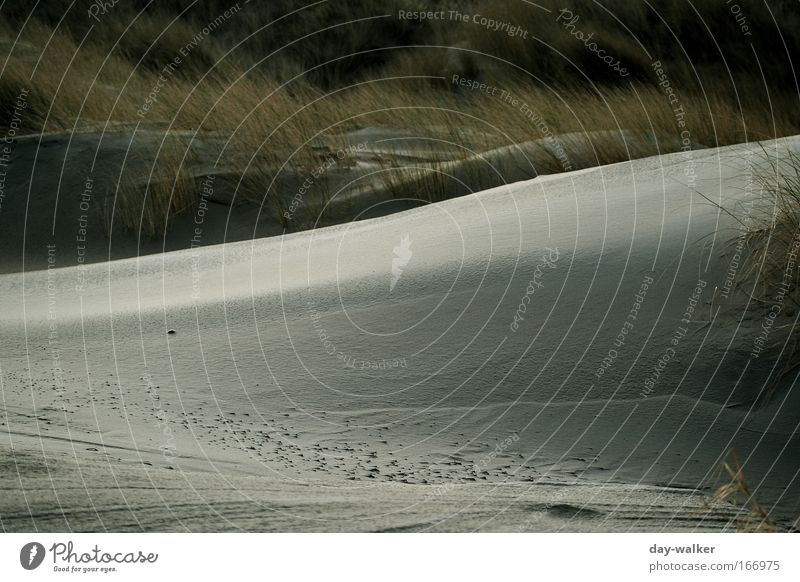 Kuschelecke Farbfoto Außenaufnahme Tag Schatten Kontrast Sonnenlicht Starke Tiefenschärfe Natur Landschaft Sand Wind Pflanze Gras Strand Nordsee ruhig