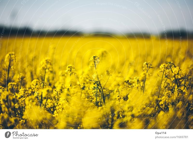 Raps Umwelt Natur Pflanze Tier Frühling Sommer Schönes Wetter Grünpflanze Nutzpflanze Rapsfeld Feld Blühend Duft stehen leuchten Wachstum gelb gold "Natur Zart"