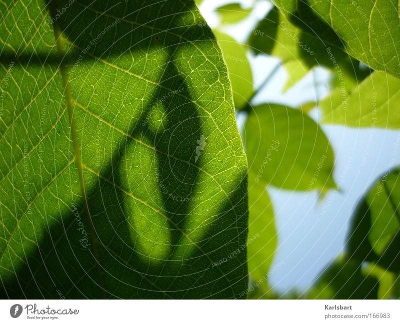 heraus in eure schatten. rege wipfel. Design Leben Erholung Sommer Sonne Gartenarbeit Umwelt Natur Himmel Sonnenlicht Frühling Schönes Wetter Baum Blatt hängen