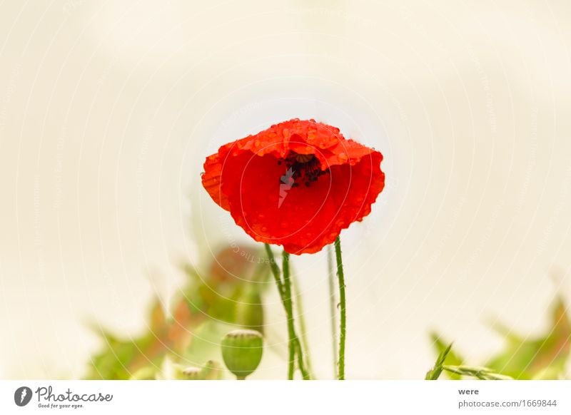 Mohn-Tag Rauschmittel Natur Pflanze Wasser Frühling Blume Blatt Blühend nass Umweltschutz Biotop Drogenhandel Drogenmissbrauch Flora und Fauna Jahreskreislauf