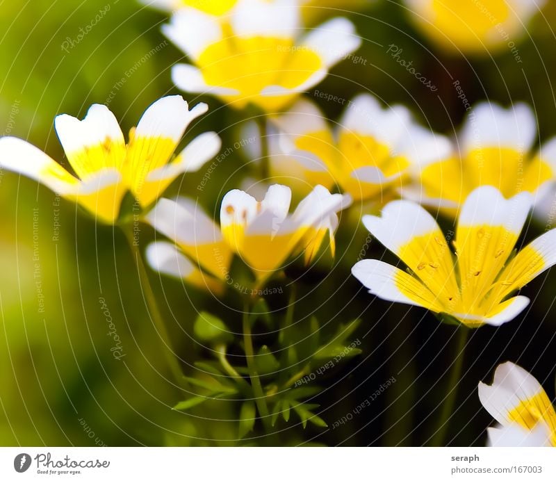 Blümchen Staubfäden stamp bloom blooming flowerhead blossom florescence flower flowering Wachstum Pflanze flora geblümt Botanik pflanzlich petals detail Natur