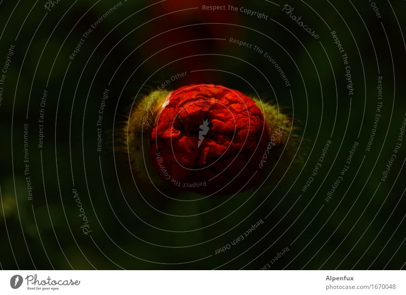 Entfaltung Umwelt Natur Blüte Wildpflanze Mohnblüte Garten Park Wiese Feld Blühend ästhetisch Duft elegant Erotik frisch Willensstärke Beginn Surrealismus