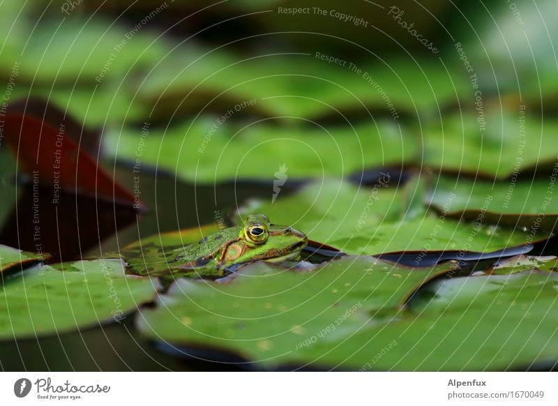 Froschperspektive Umwelt Natur Seerosenteich Seerosenblatt Teich Tier 1 beobachten Küssen Blick nass grün Wasserfrosch Farbfoto Außenaufnahme Nahaufnahme