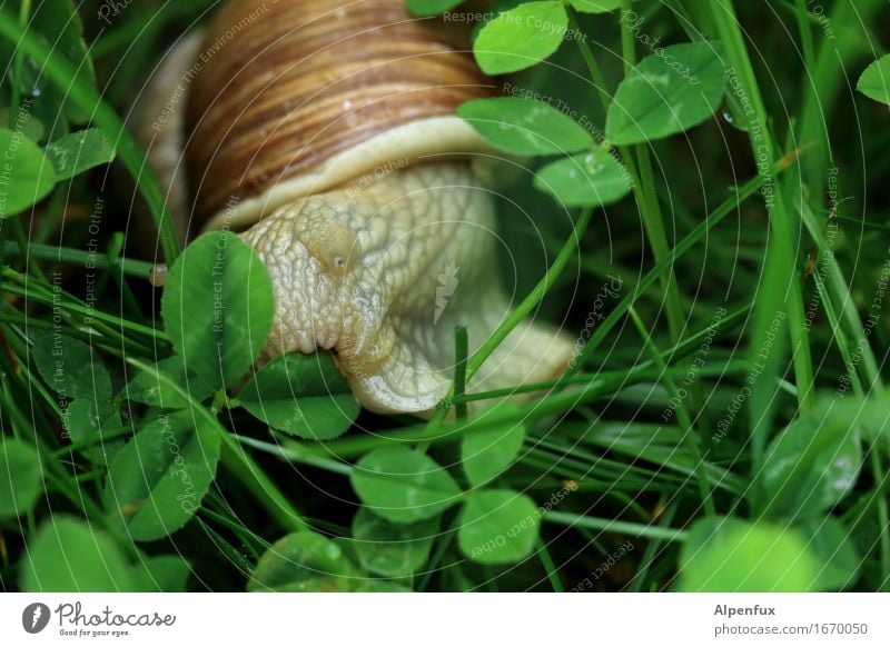 Mampf Umwelt Natur Wiese Tier Schnecke 1 Fressen nah natürlich schleimig grün Weinbergschnecken Weinbergschneckenhaus Schneckenhaus Schneckenschleim Park