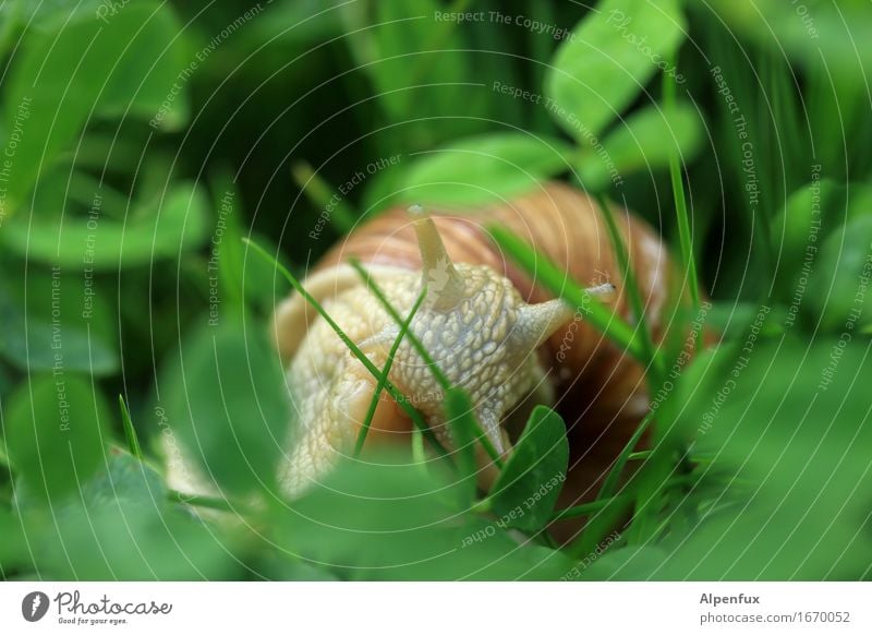 Mahlzeit Umwelt Natur Gras Kleeblatt Garten Park Wiese Tier Schnecke 1 beobachten Fressen krabbeln Blick natürlich Neugier schleimig grün Weinbergschnecken