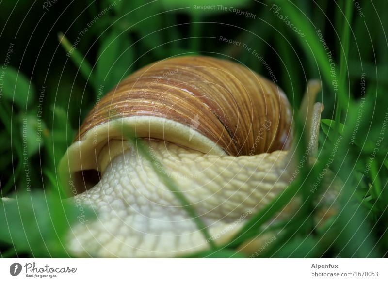 Und Tschüß........ Umwelt Natur Gras Garten Park Wiese Tier Schnecke 1 krabbeln schleimig braun grün Umweltschutz Weinbergschnecken Weinbergschneckenhaus