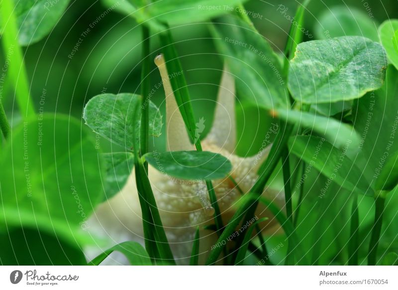 In the Jungle Umwelt Natur Garten Park Wiese Tier Schnecke 1 Fressen krabbeln nass niedlich schleimig grün nackt Weinbergschneckenhaus Kleeblatt Schneckenhaus