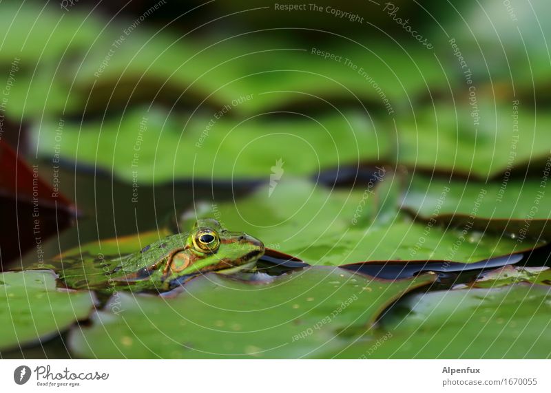 Froschperspektive II Umwelt Natur Seerosen Seerosenblatt Seerosenteich Park Teich Tier 1 beobachten Küssen nass grün Wasserfrosch Farbfoto Außenaufnahme