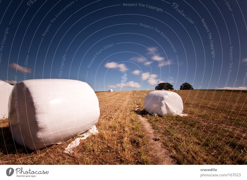 Marshmallow Feld Farbfoto Außenaufnahme abstrakt Menschenleer Textfreiraum rechts Textfreiraum oben Tag Schatten Kontrast Sonnenlicht Langzeitbelichtung