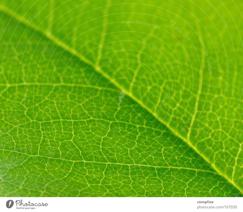 Die Grünen Farbfoto Außenaufnahme Detailaufnahme Makroaufnahme Strukturen & Formen Schatten Kontrast Silhouette Sonnenlicht Gegenlicht schön Sommer Umwelt Natur