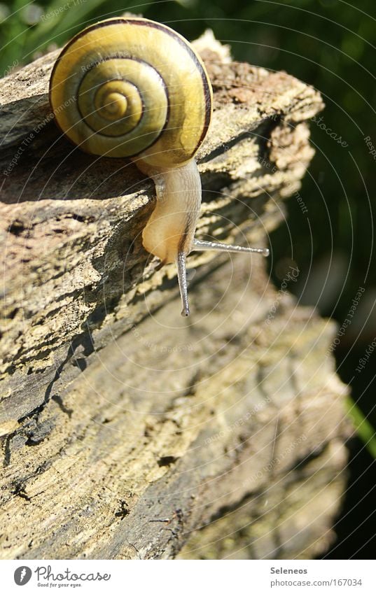 gehts da runter...? Farbfoto mehrfarbig Außenaufnahme Menschenleer Tag Sonnenlicht Tierporträt Wildtier Schnecke 1 Holz Neugier ruhig