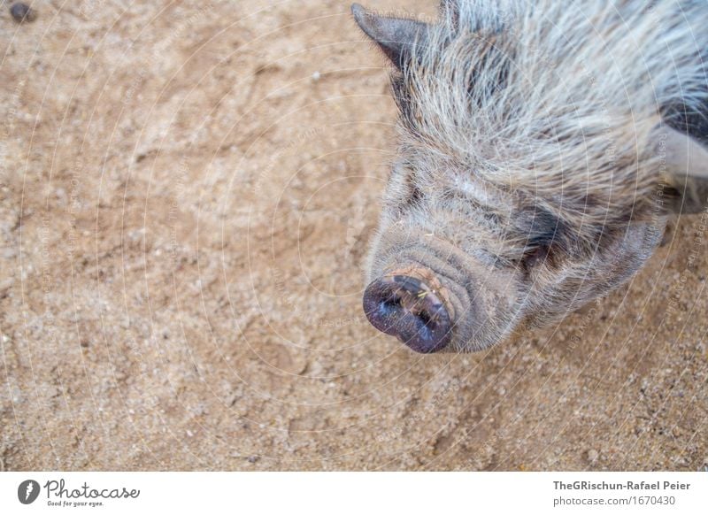 Spider pig, spider pig, does whatever spider pig does.... Tier Nutztier 1 braun grau schwarz silber Schwein Sau niedlich Schnauze Grunzen Borsten Speck dreckig