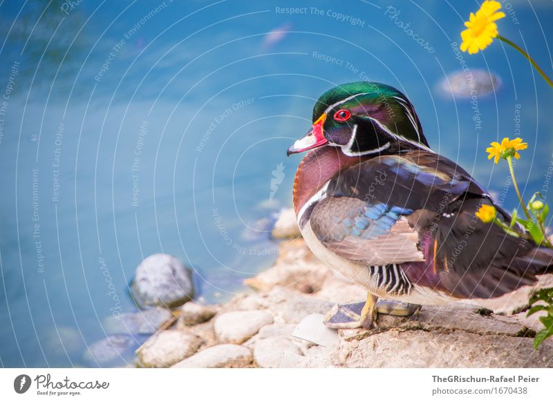 Ente gut, alles gut Tier 1 blau mehrfarbig gelb grün orange rosa rot türkis weiß Nutztier Schwimmen & Baden ästhetisch prächtig Blume Wasser Küste Stein