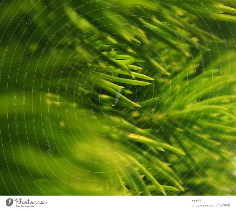 spitz Natur grün Baum Tanne Weihnachtsbaum Pflanze pfanzen Spitze Sträucher Unschärfe Grünpflanze Umweltschutz Park Wachstum stachelig Nadelbaum Nadelwald Holz