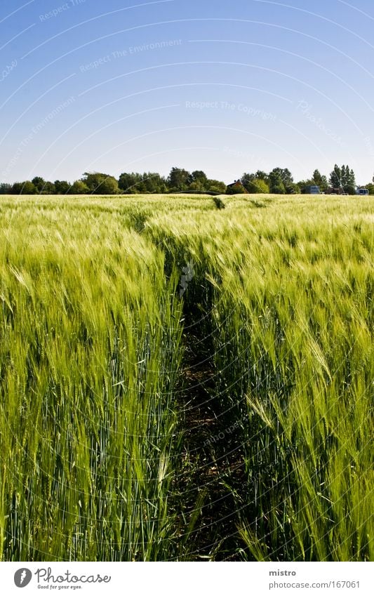 Der Weg ins Vergnügen Farbfoto Außenaufnahme Textfreiraum oben Textfreiraum unten Tag Kontrast Starke Tiefenschärfe Zentralperspektive Natur Landschaft Pflanze