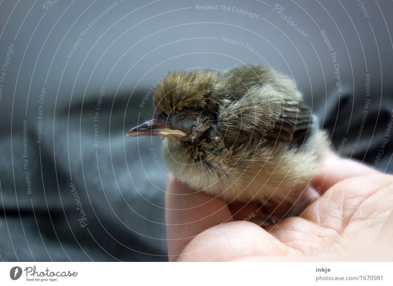 einschlafen Hand Wildtier Vogel Jungvogel Amsel 1 Tier Tierjunges hocken klein niedlich Gefühle Vertrauen Schutz Geborgenheit Tierliebe Mitgefühl Güte