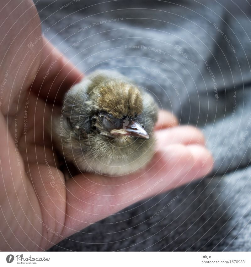 ..... Hand Tier Wildtier Vogel Jungvogel Amsel 1 Tierjunges festhalten hocken schlafen klein niedlich Gefühle Vertrauen Sicherheit Schutz Geborgenheit