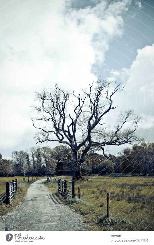 vogelscheuche Farbfoto Außenaufnahme Menschenleer Textfreiraum oben Landschaft Baum Feld bedrohlich dunkel gruselig trist Tod Geäst Wege & Pfade Spaziergang