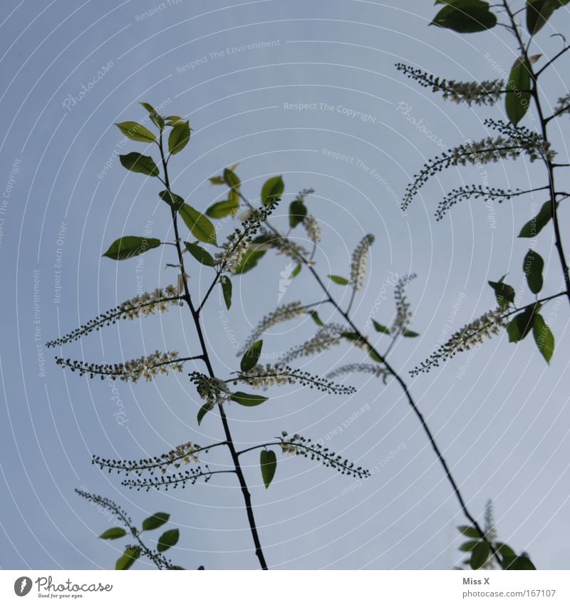 filigran Natur Pflanze Wolkenloser Himmel Frühling Sommer Baum Blume Sträucher Blühend Wachstum frisch hoch elegant Blütenknospen Blütenpflanze zart Ast