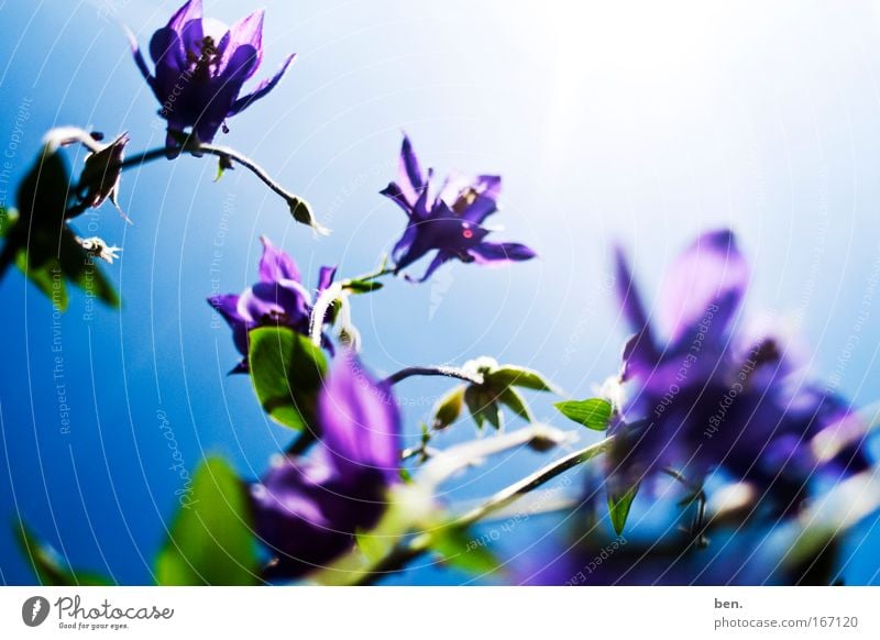 Ein Samstagsfoto Farbfoto Außenaufnahme Licht Sonnenlicht Sonnenstrahlen Gegenlicht Froschperspektive Umwelt Natur Pflanze Himmel Sommer Schönes Wetter Blume