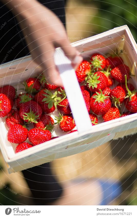 Sammlerin II Frucht Ernährung Bioprodukte Vegetarische Ernährung Landwirtschaft Forstwirtschaft Hand Natur Frühling Sommer Schönes Wetter Pflanze Feld grün rot