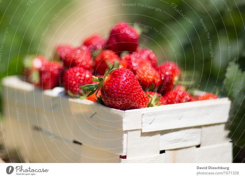 Erdbeersaison II Lebensmittel Frucht Ernährung Bioprodukte Vegetarische Ernährung Landwirtschaft Forstwirtschaft Handel Natur Sommer Schönes Wetter Pflanze Feld