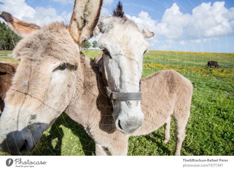 El Burro 1 Tier Nutztier 2 3 blau braun grau grün schwarz silber weiß Esel Kuscheln Familie & Verwandtschaft Zusammensein Paar Ohr niedlich Wiese Herde Fressen