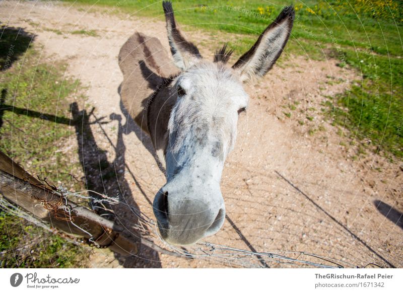 El Burro 2 Tier 1 außergewöhnlich Coolness braun grau grün schwarz silber weiß Esel Eselsohr Neugier lustig Schnauze Nase Weide Wiese Fressen Gesicht Farbfoto