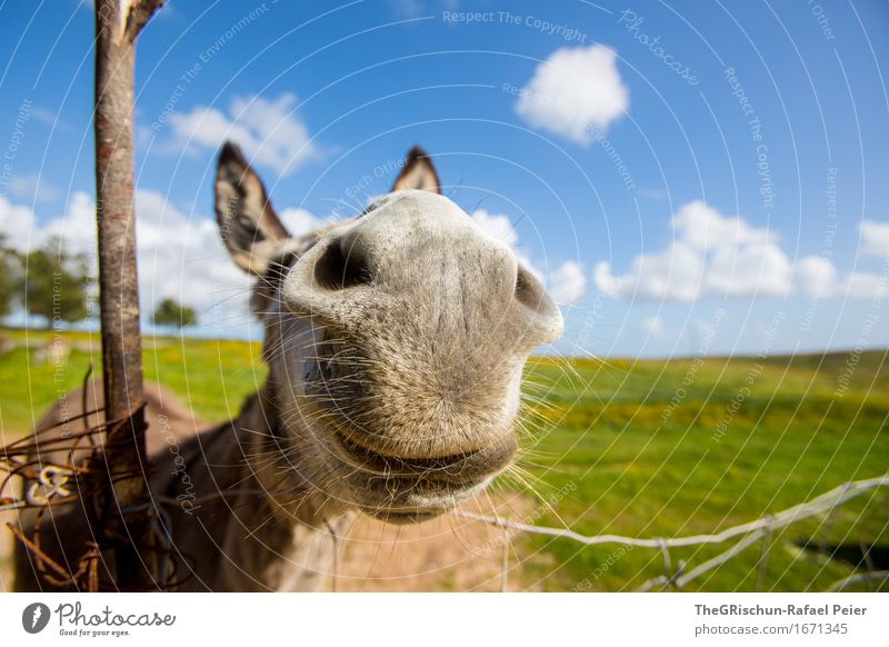 El Burro 3 Tier 1 blau braun grau grün schwarz silber weiß Eselsohr Himmel Wolken Nasenloch grinsen lustig Ohr Schnauze Weide Gras Fressen Neugier Farbfoto