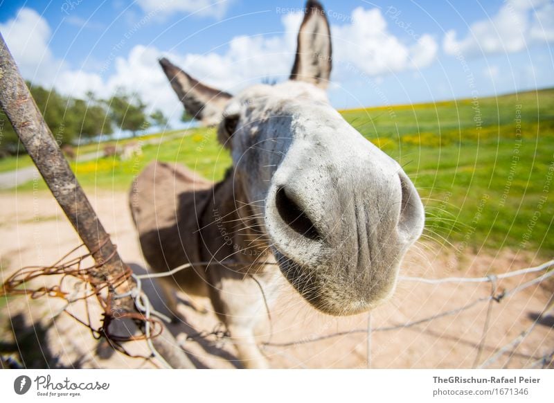 El Burro 4 Tier Nutztier 1 blau braun grau schwarz silber weiß Esel Eselsohr Neugier Säugetier Gras Weide Fressen Schnauze Nasenloch Ohr Himmel Wolken Farbfoto