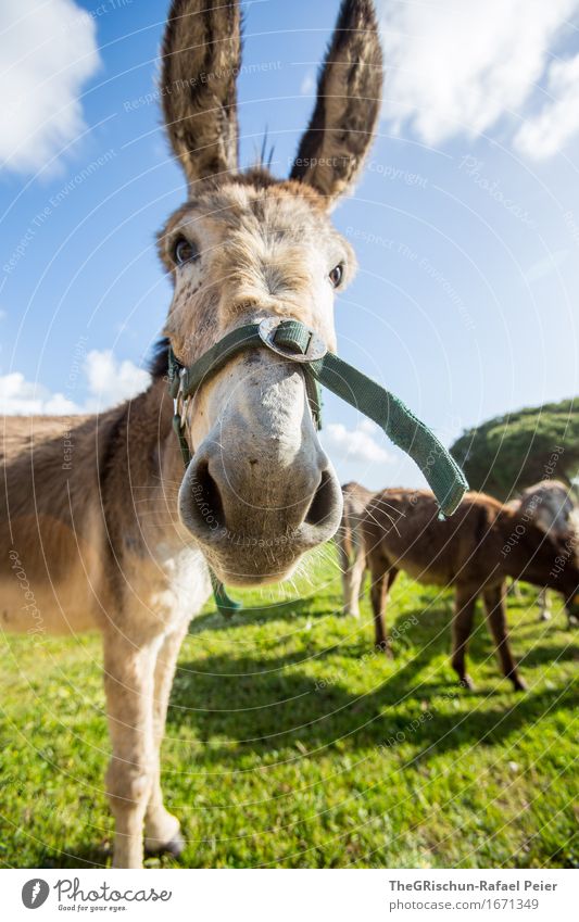 El Burro 5 Tier Nutztier 3 Tiergruppe Herde blau braun grün schwarz silber weiß Esel Eselsohr Huf Neugier Weide Gras Fressen Himmel Wolken Zaumzeug Nasenloch