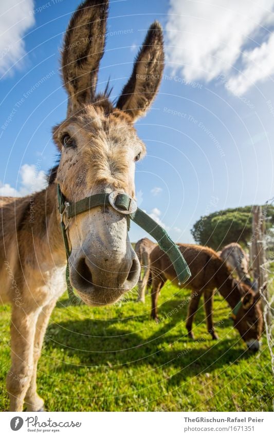 El Burro 7 Tier Nutztier 1 Tiergruppe blau braun grau schwarz silber weiß Esel Eselsohr grün Weide Zaumzeug Fell buschig Löffel Himmel Fressen Farbfoto