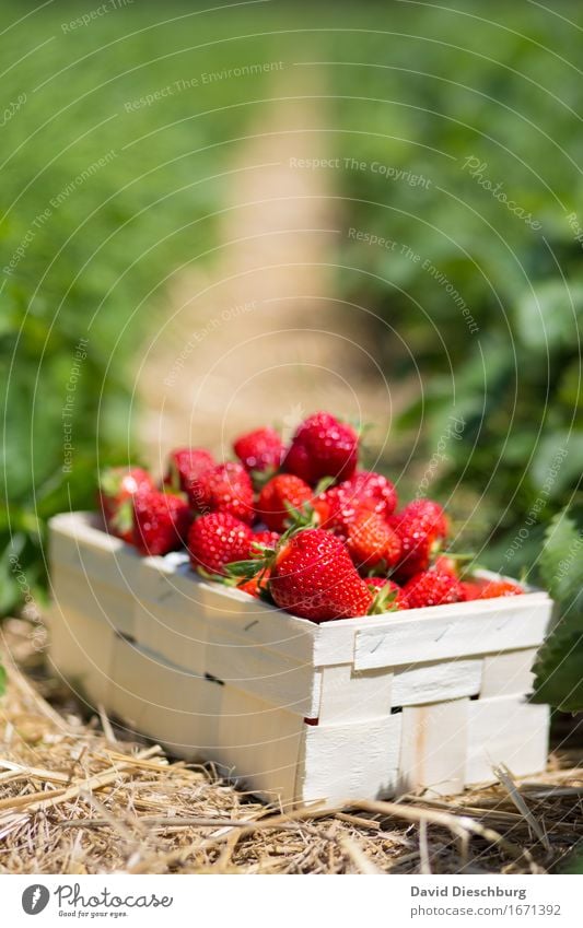 Ausbeute Lebensmittel Frucht Ernährung Bioprodukte Vegetarische Ernährung Landwirtschaft Forstwirtschaft Natur Frühling Sommer Schönes Wetter Pflanze Feld gelb