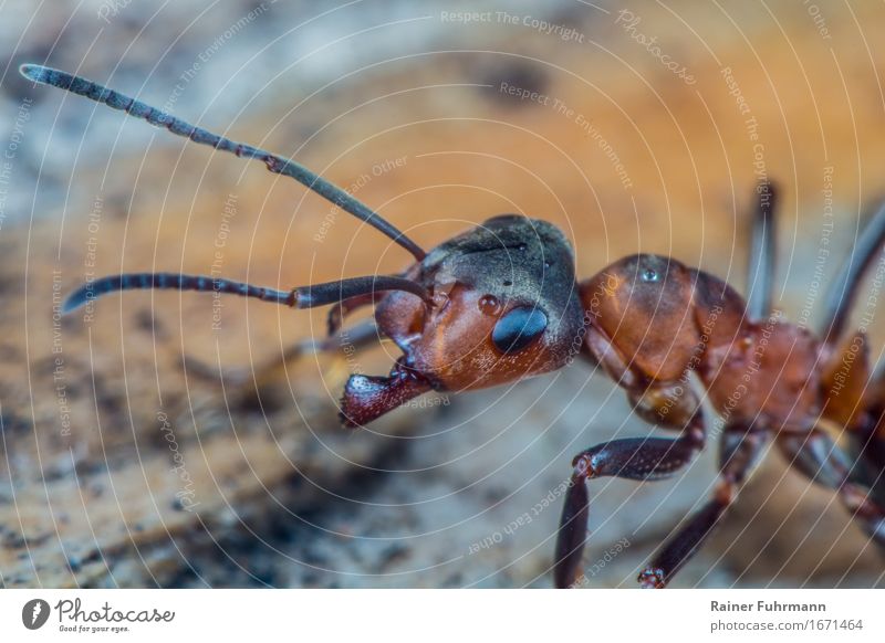 Porträt einer Roten Waldameise Tier Wildtier "Ameise Rote Waldameise" 1 Aggression klein wild Natur "Arbeiterin sammeln Staat Gruppenintelligenz" Farbfoto