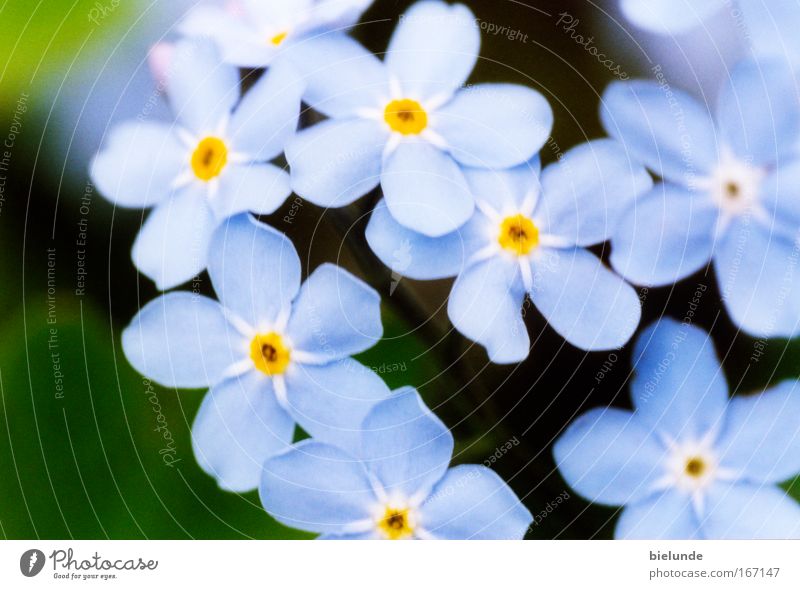 Vergissmeinnicht Garten Pflanzen Blumen blau Macro Makro