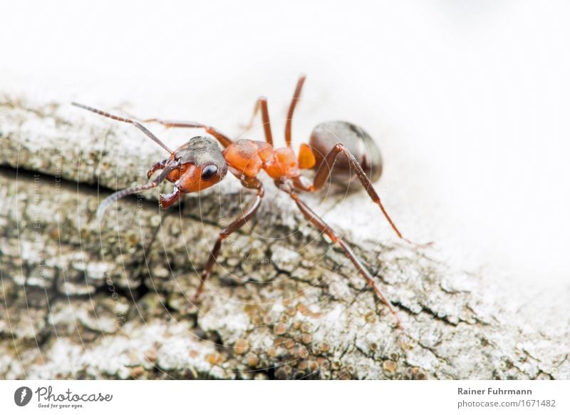 eine Rote Waldameise Natur Tier Wildtier "Ameise Waldameise" 1 beobachten laufen Aggression klein Tapferkeit Kraft Tatkraft Entschlossenheit "bewachen