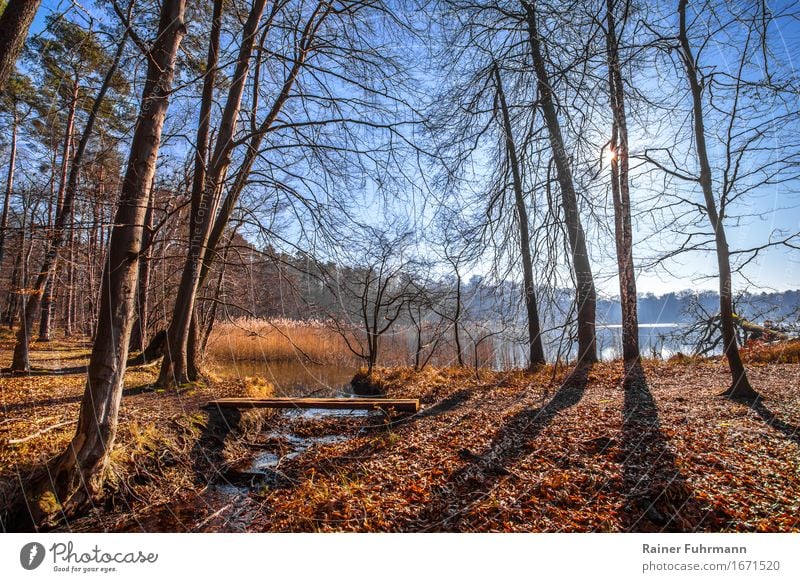 in der Brandenburger Natur bei Gegenlicht Umwelt Landschaft Wolkenloser Himmel Sonne Winter Wetter Schönes Wetter Baum Wald ruhig Farbfoto Außenaufnahme