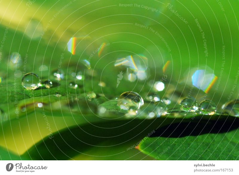 wonderful creation Natur Pflanze Wetter Regen Blatt glänzend leuchten frisch natürlich schön grün Tropfen nass regenbogenfarben Wasser Wassertropfen Farbfoto