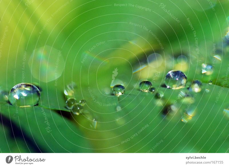 i stand in awe of you Natur Pflanze Wassertropfen Wetter Regen Blatt glänzend leuchten frisch kalt nass natürlich schön gelb grün Farbfoto mehrfarbig