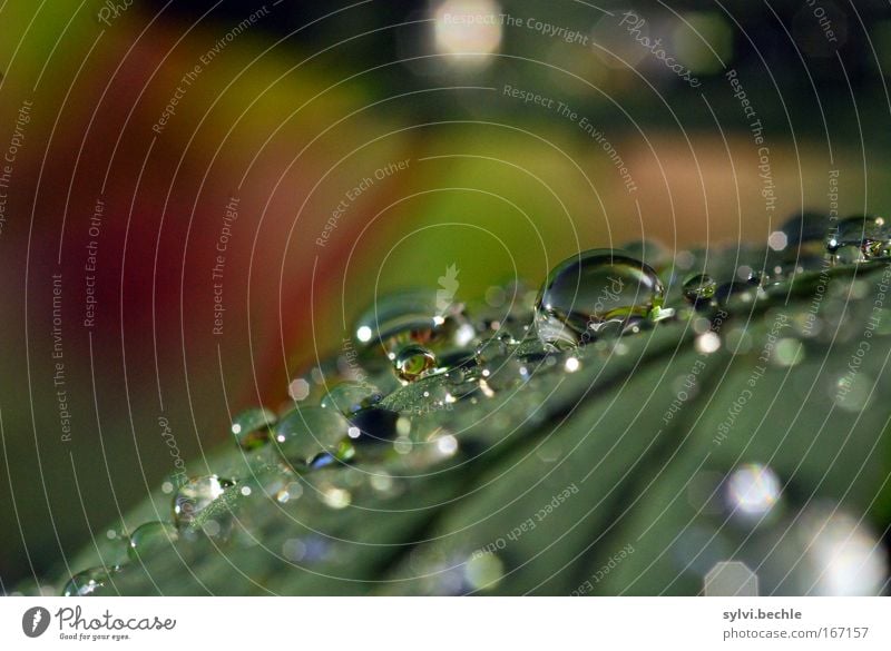 let it rain Natur Pflanze Wasser Wassertropfen Wetter Regen Blatt glänzend leuchten frisch kalt nass natürlich schön grün rot Farbfoto mehrfarbig Außenaufnahme