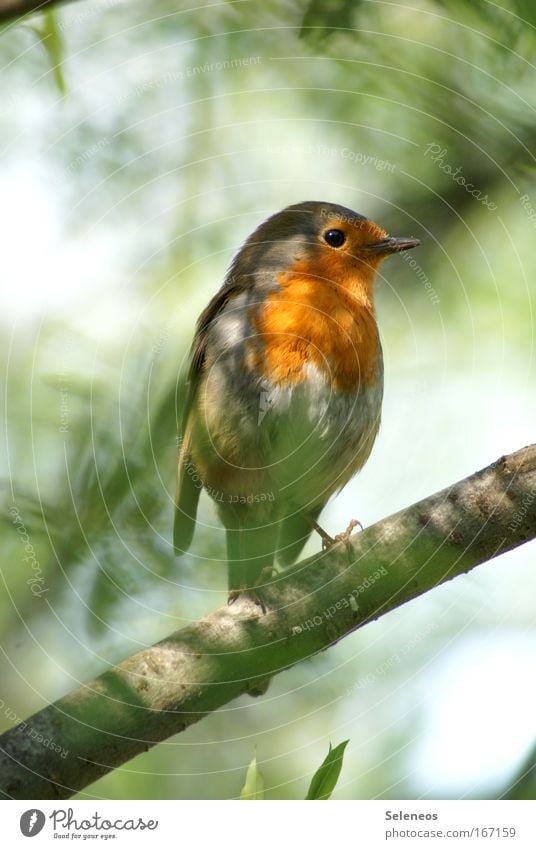 erwischt Farbfoto mehrfarbig Außenaufnahme Tag Licht Schatten Tierporträt Wegsehen Wildtier Vogel Flügel 1 Einsamkeit Rotkehlchen verstecken