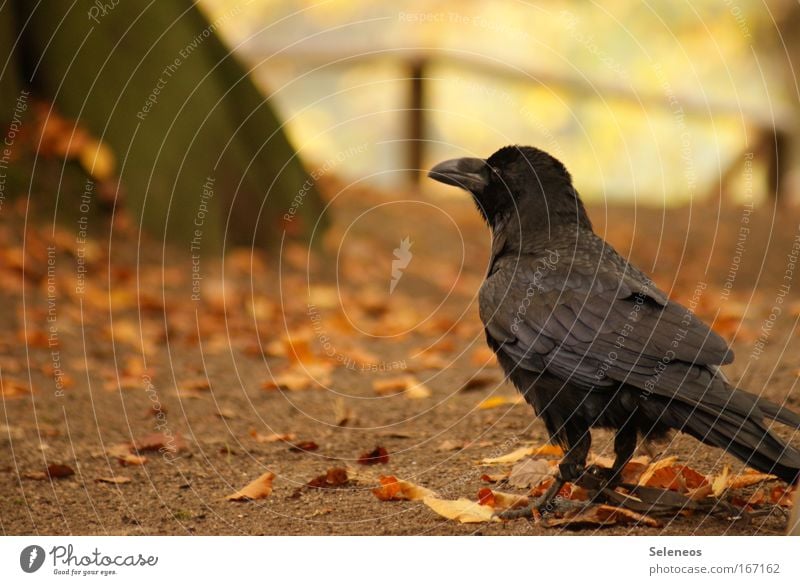 Gefangen Farbfoto Außenaufnahme Menschenleer Textfreiraum links Tag Tierporträt Wildtier Vogel Flügel 1 beobachten klug Einsamkeit bedrohlich Rabenvögel