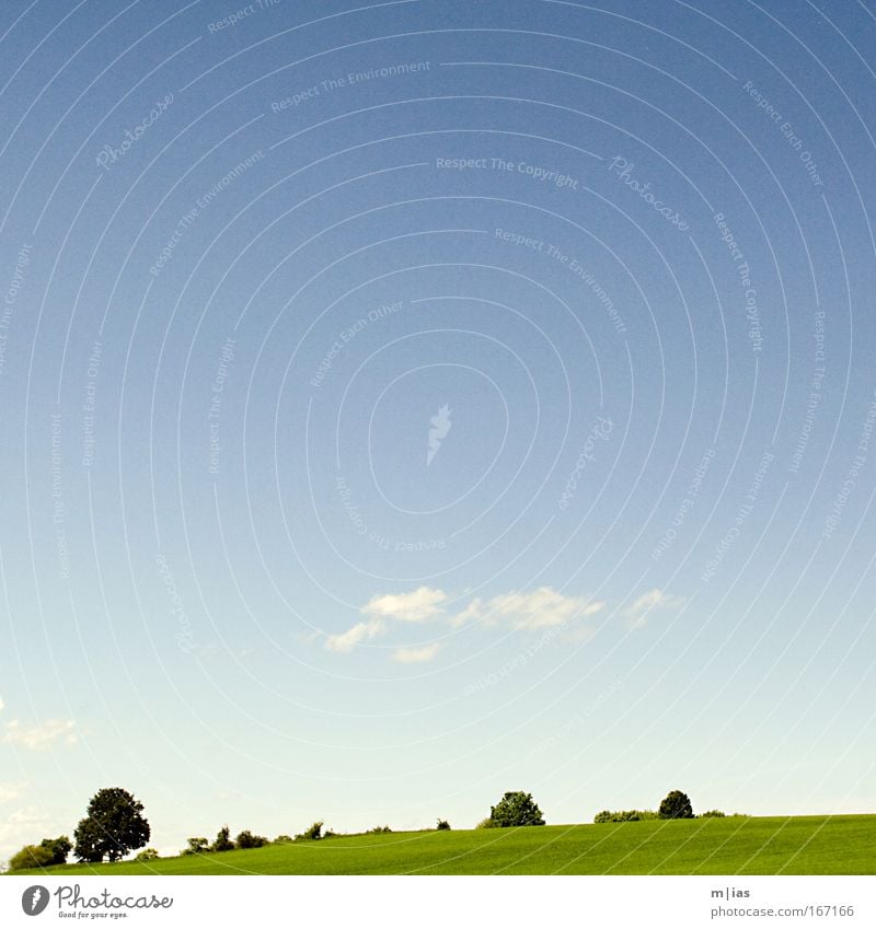 Scherenschnitt im Sommer Farbfoto mehrfarbig Außenaufnahme Menschenleer Textfreiraum oben Textfreiraum Mitte Morgen Tag Kontrast Silhouette Sonnenlicht Natur