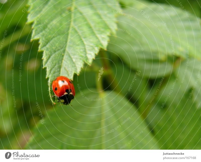 Sprungbrett Käfer Marienkäfer Insekt Siebenpunkt-Marienkäfer Natur Umwelt Blatt rot grün klein krabbeln Glück Glücksbringer Spitze Abflug Start Sträucher