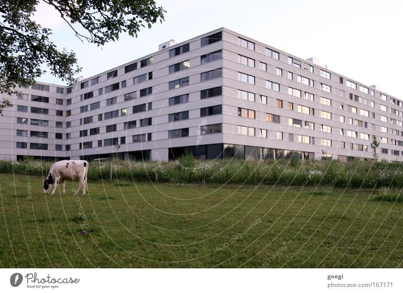 Stadtrand Farbfoto Außenaufnahme Menschenleer Abend Haus Garten Natur Landschaft Tier Himmel Wolkenloser Himmel Baum Gras Wiese Feld Bauwerk Gebäude Architektur