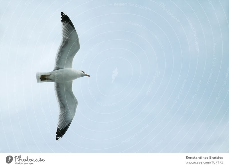 Mittelstreckenflug Farbfoto Außenaufnahme Luftaufnahme Menschenleer Textfreiraum rechts Hintergrund neutral Tag Tier Vogel Möwe 1 fliegen blau grau Freiheit