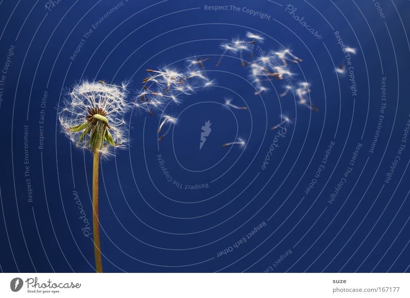 Träumerei Umwelt Natur Pflanze Blume Löwenzahn Bewegung ästhetisch natürlich schön blau Glück Fröhlichkeit Frühlingsgefühle träumen Leichtigkeit Optimismus