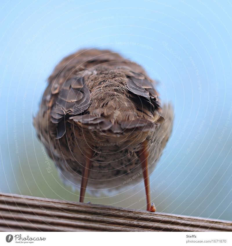 unbeteiligt, trotzig und abgeneigt Hinterteil Vogel Trotz trotzen Desinteresse Abneigung uninteressiert cool Coolness gelichgültig Unlust unwillig Unwille